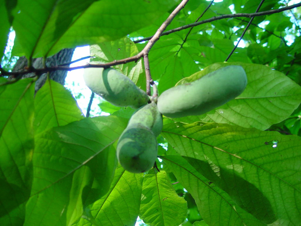Paw Paws